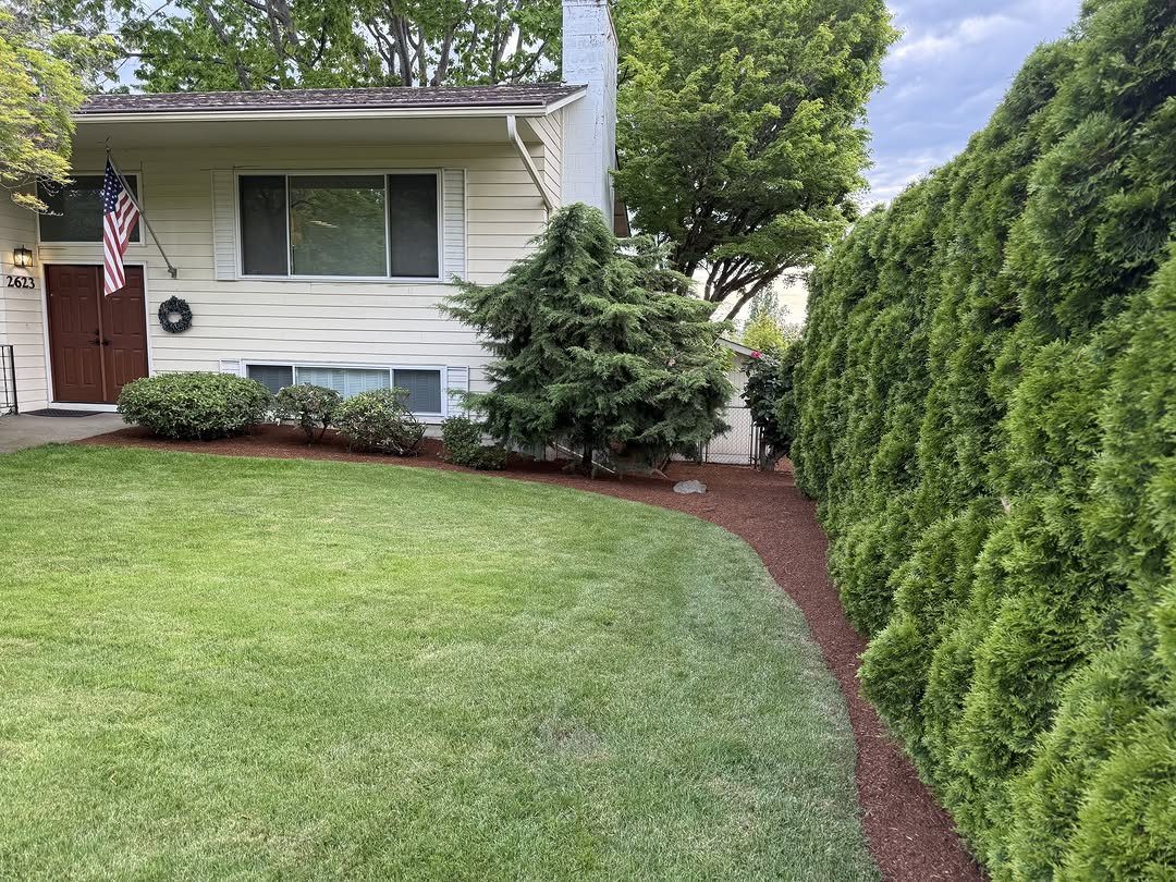 Reddish-brown mulch beds curve around a green lawn and evergreen shrubs in front of a white house.
