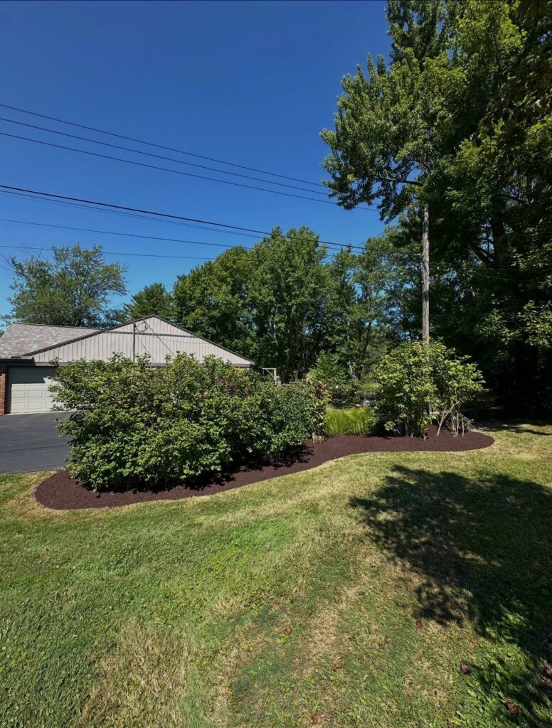 Dark brown organic mulch surrounding a large green shrub in a curved garden bed.