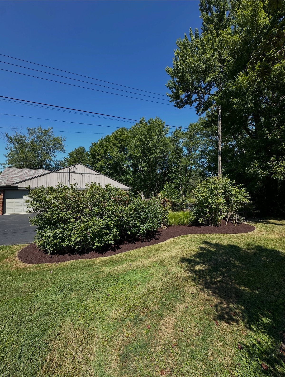 Dark brown organic mulch surrounding a large green shrub in a curved garden bed.