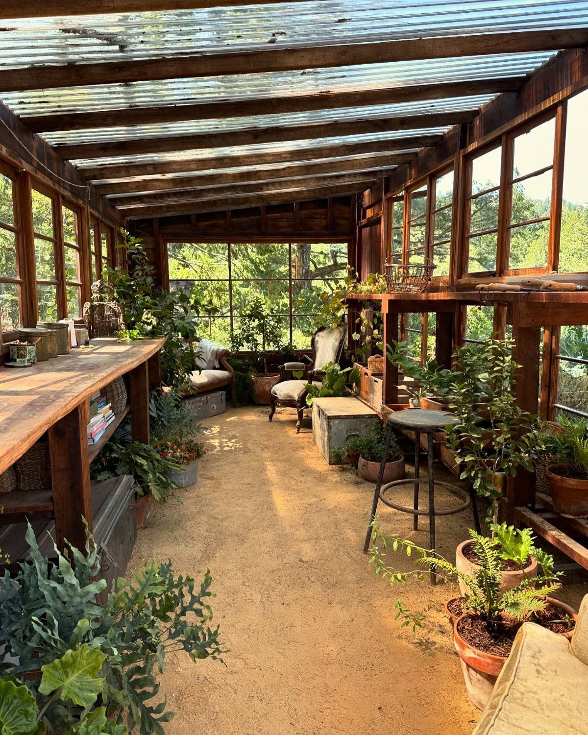 A rustic wooden greenhouse interior filled with many potted plants and wooden workbenches.