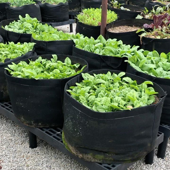 Green leafy vegetables growing densely inside several black fabric grow bags on a black pallet.